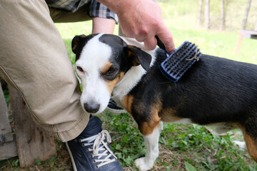 Man hand grooming the pet dog