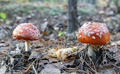 Red fly agaric or toadstool in the grass. Amanita muscaria. Toxic and poisonous mushroom muscimol. The photo was taken against the background of a natural forest. Forest mushrooms.