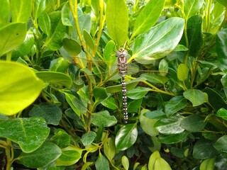 Griselinia littoralis 'Green Horizon' with Dragonfly