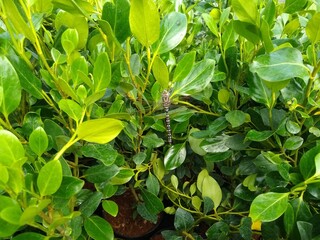 Griselinia littoralis 'Green Horizon' with Dragonfly