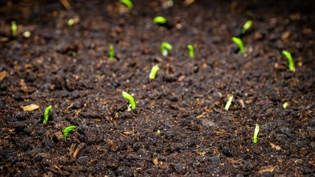 Pea Sprouts Grows Fast in Time Lapse Video. Microgreens Seedlings. Germination Newborn Pea Plant in Greenhouse