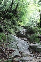 Japanese Green Mountain Path in Yakushima Island 
