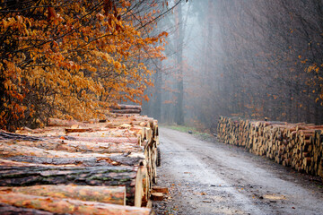 Fototapeta Leśna droga jesienią obraz
