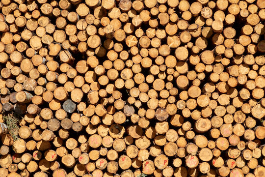 Background of cut pine logs