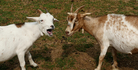 Obraz premium Two mountain goats rival