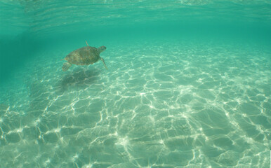Fototapeta na wymiar sea turtle , caribbean sea , Venezuela