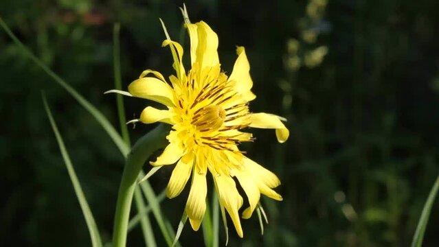 The Tragopogon flower fights the wind.
A strong wind tries to tilt the Tragopogon flower to the ground. He has strong resistance.
