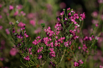Dwarf Spanish heath pink flowers