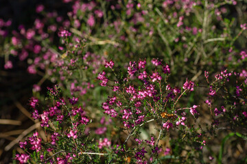 Dwarf Spanish heath pink flowers