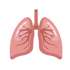 Lungs organ on white background.