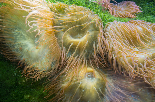 Bubble anemones Entacmaea Quadricolor orange-beige in color, growing at short distance from each other among green algae. Slit-like mouths, surrounded by corollas of tentacles, waving in water.