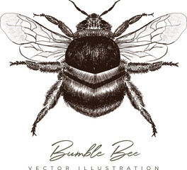 Bumble Bee - hand-drawing vector illustration