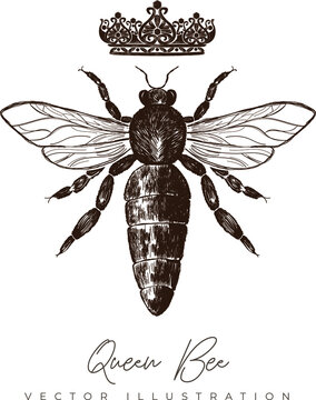 Queen Bee - vector hand-drawing