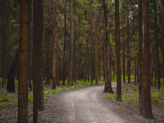 mysterious path in middle of wooden coniferous forrest, surrounded by green bushes leaves and ferns. Moscow region Russia