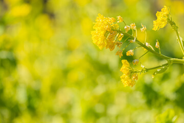 早春の咲き始めの菜の花