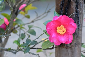 石川県金沢市兼六園観光