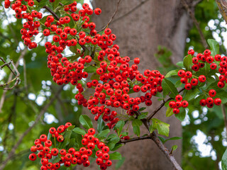Immergrüner Feuerdorn 'Red Column'