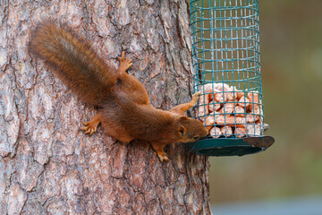 Ein Baumhörnchen inspiziert neugierig eine Futterbox