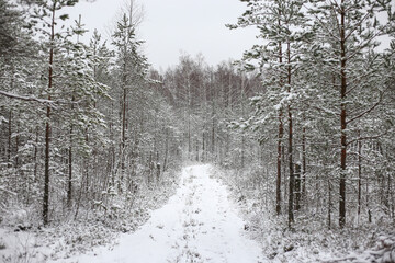 Lovely winter forest landscape view with pine trees covered with freshly snown snow.