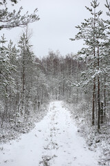 Lovely winter forest landscape view with pine trees covered with freshly snown snow.