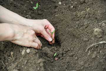 A woman is planting tomato seedlings in the ground.