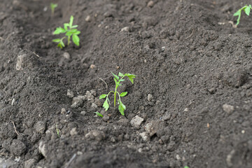 Small seedlings of tomato planted in the ground.