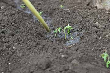 Watering the newly planted tomato seedlings with water from the hoses.