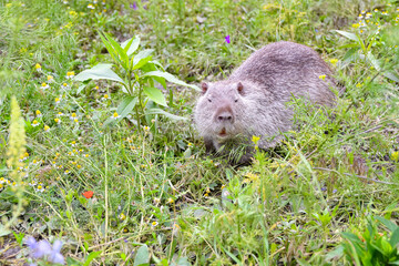 A beaver among the grassy greenery in the field is looking for food.