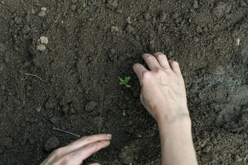 A woman covers a freshly planted tomato seedling with soil.