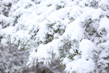 Close up winter tree details with white snow.