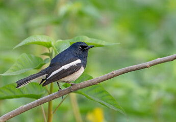 oriental magpie robin male