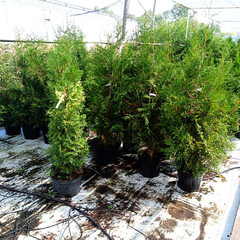 Thuja seedlings grow in plastic containers. In the garden shopping center.