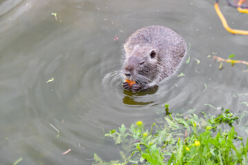 A beaver found food in a pond and holds it in its paws and chews it.