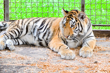 The striped tiger lies in a cage in the zoo.