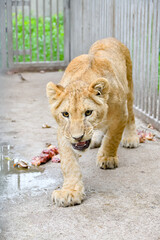 Obraz premium A small lion cub walks around the cage in the zoo with an angry and menacing look.