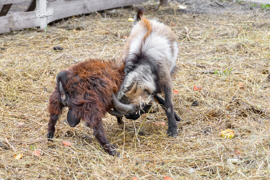 Two little goats fight each other and butt small horns on a ranch.