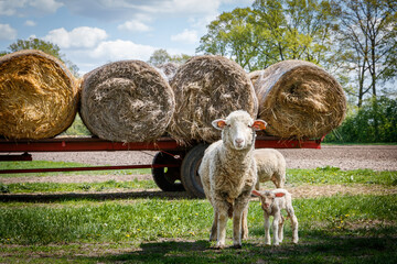 Sheep mom with her baby - obrazy, fototapety, plakaty