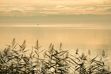 Schilf am Ufer des Bodensees