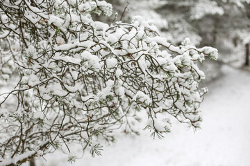 Close up winter tree details with white snow.