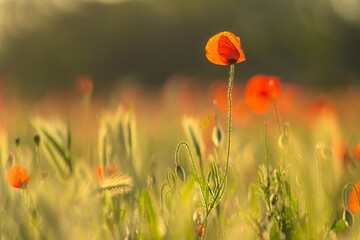red poppy illuminated by the sun, in the field.