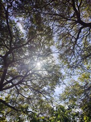 Fototapeta premium palm, street, road, tree, sky, summer, beach, park, travel, trees, spain, city, garden, grass, architecture, building, tropical, nature, palm trees, house, resort, vacation, day, sun, landscape
