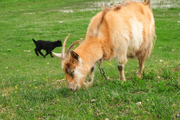 A red goat grazes in a meadow against the background of a black funny goat