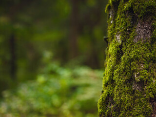 Obraz premium traditional forest of central Russia, summer sunset. Scenic forest of fresh green trees, beautiful park, summer landscape, birch grove, fir forest summer landscape. close-up detail of the forest