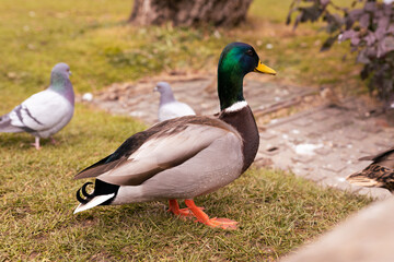 Fototapeta premium Walking in Madrid