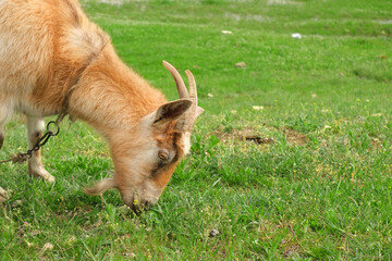 Cute red horned goat eats grass and grazes in the pasture close-up