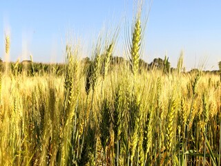 golden wheat field