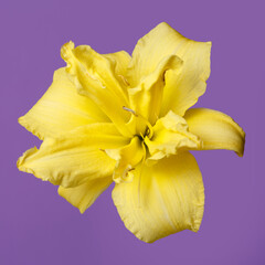 Bright yellow daylily flower isolated on  lilac background.