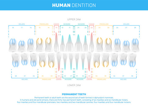 Realistic Human Teeth Infographics
