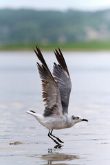 Grey Sea Gull Landing On Water on Cloudy Day on Cape Cod