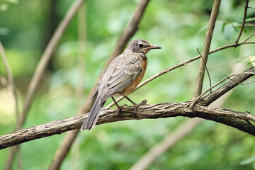 Robin Perched On Branch in Arboretum in Boston